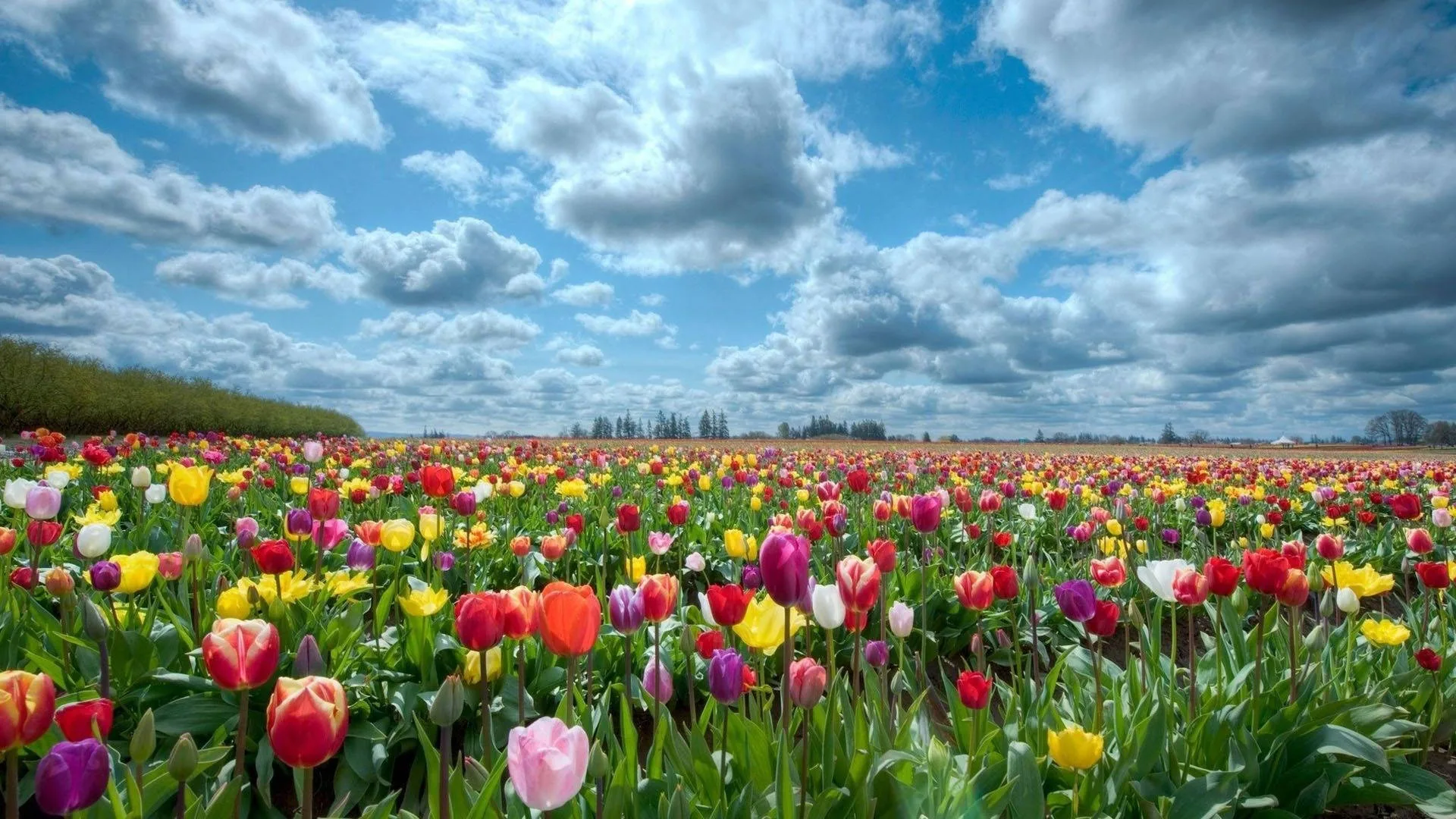 1920x1080-hd-flower-field-sp02p74d79wkiuww